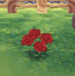 Red carnation
