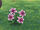 Pink lily.jpg