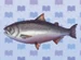 King Salmon