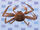 Snow Crab.jpg