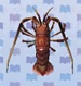 Spiny Lobster