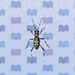 Tiger Beetle.jpg