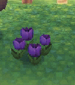 Purple tulips