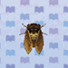Brown Cicada.jpg