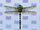 Banded Dragonfly.jpg