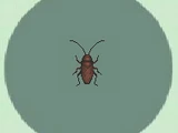 Cockroach