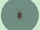 Cockroach