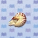 Chambered Nautilus