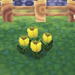 Yellow tulips