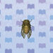 Evening Cicada.jpg