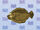 Olive Flounder.jpg