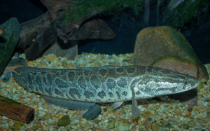 Snakehead - Channa argus.jpg