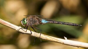 DarnerDragonflyIRL.jpg