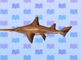 Saw Shark