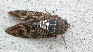 BrownCicadaIRL