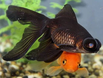 bug eyed goldfish black