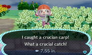 A player catching a crucian carp