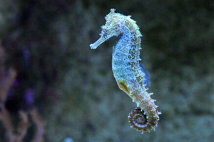 SeaHorseIRL.jpg