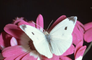 CommonButterflyIRL.jpg
