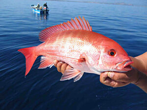 RedSnapper