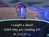 Shark