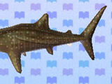 Whale Shark