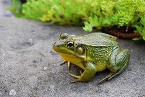 GreenFrog