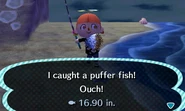 A player catching a puffer fish