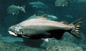 KingSalmonIRL