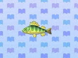 Yellow Perch