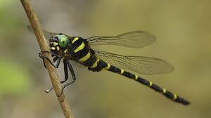 BandedDragonflyIRL