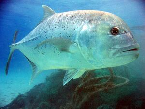 TrevallyIRL.jpg