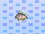 Bluegill