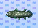 Coelacanth