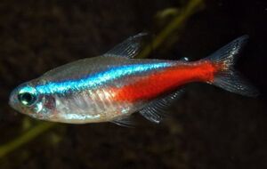 NeonTetraIRL.jpg