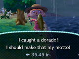 Dorado
