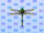 Banded Dragonfly