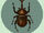 Dynastid beetle