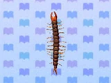 Centipede