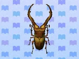 Cyclommatus Stag