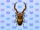 Cyclommatus Stag