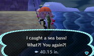 Sea Bass x