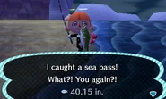 A player catching a sea bass