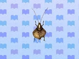 Bell Cricket
