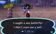 Sea Butterfly Catch