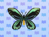 Birdwing Butterfly