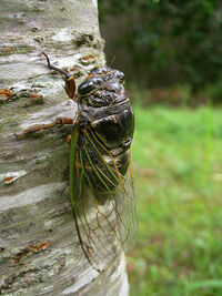 GiantCicadaIRL