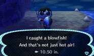A player catching a blowfish.