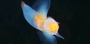 SeaButterflyIRL.jpg