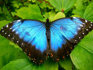 EmperorButterflyIRL.jpg